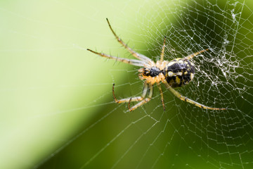 Big Spider On Web Waiting For Prey