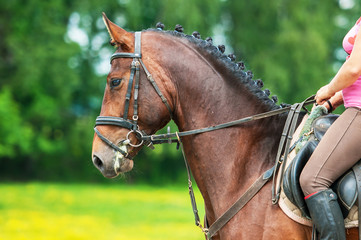 Portrait of bay horse