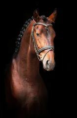 Photo sur Plexiglas Léquitation Portrait of bay stallion on black background