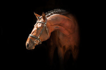 Portrait of bay stallion on black background