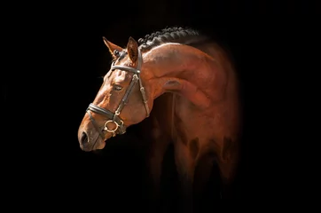 Tissu par mètre Léquitation Portrait of bay stallion on black background