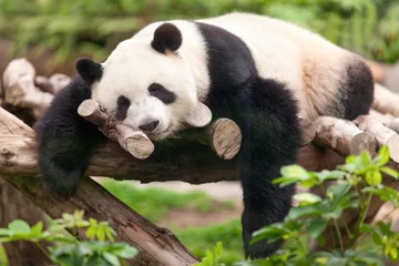 Stickers pour porte Panda Grand panda