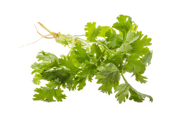 Coriander