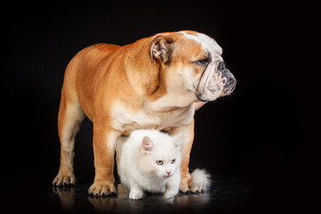 English bulldog with white cat