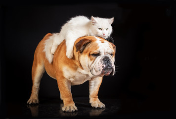 White cat riding english bulldog