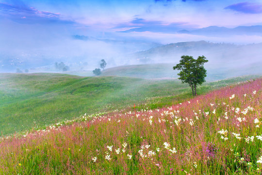 Foggy summer morning in the mountains.