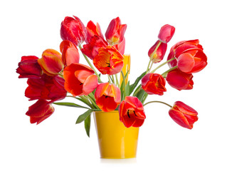Beautiful bouquet of colorful tulips in yellow pot isolated on w