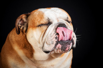 Portrait of funny english bulldog with tongue