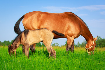 Obraz premium Akhal-Teke horses