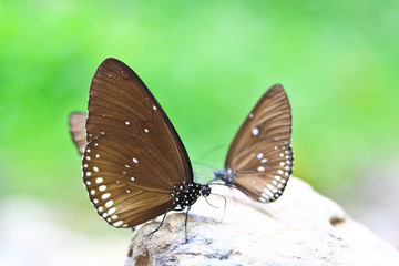 Fototapeta na wymiar Butterflies