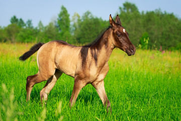 Fototapeta premium Akhal-Teke horse