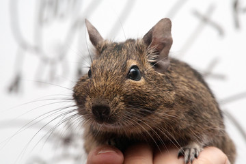 degu pet