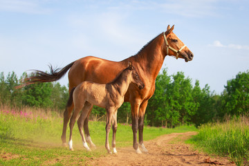 Akhal-Teke horses