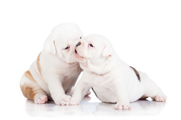 Two english bulldog puppies playing