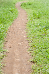 Fototapeta na wymiar Path in meadow field