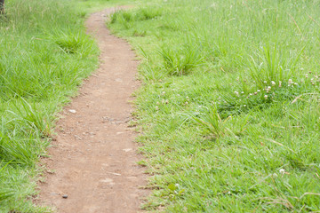 Path in meadow field