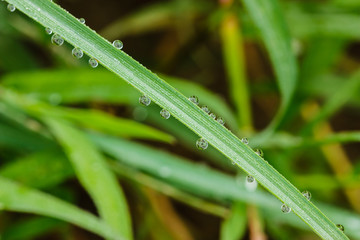 Water drops