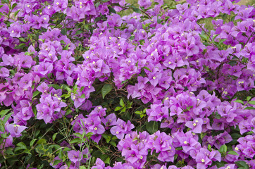 Obraz premium flowers background in asia