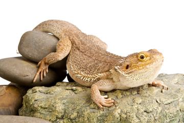Bearded Dragon