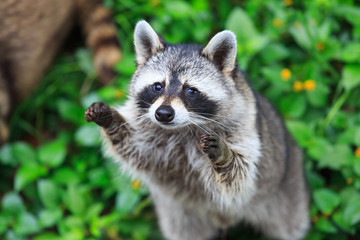 The raccoon play standing in the green grass background