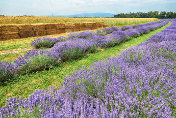 Fototapeta premium Lavender in Provence