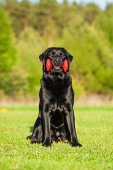 Black labrador sitting with a toy in its mouth