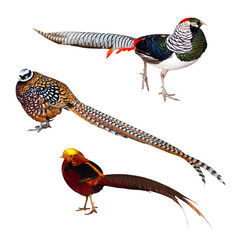 Set of Pheasant birds. Isolated over white