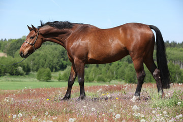 Obraz premium Nice brown horse with show halter, looking at you