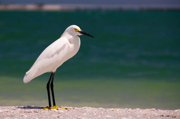 Schmuckreiher, Reiher, Vogel, weiß, gelb, Füsse,