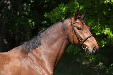 Obraz premium Potrait of beautiful horse with bridle