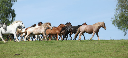 Very various barch of horses running on pasturage