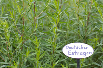 Estragon