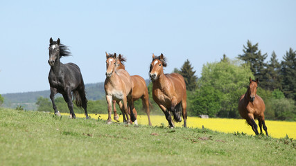 Very various barch of horses running on pasturage