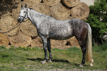 Amazing grey horse with bridle