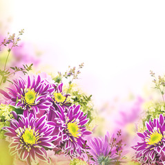 Bright spring chrysanthemum, floral background