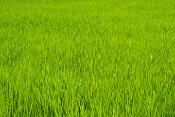 Green Grass Background