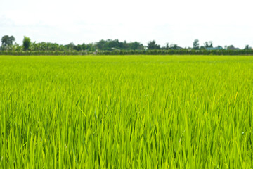 Obraz premium Green Grass landscape