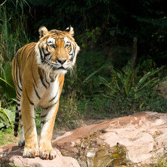 Obraz premium A rare endangered tiger looking for prey