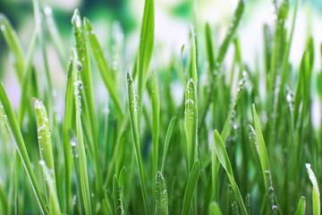 Obraz na płótnie Canvas Beautiful spring grass on bright background