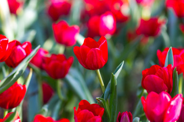 Fototapeta premium Red tulips in the garden