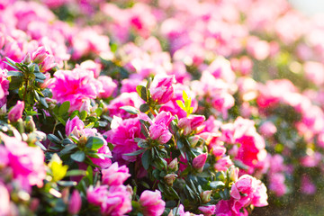 Obraz premium Begonia flower