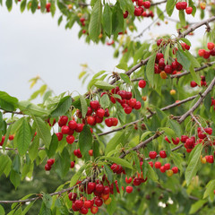 ciliegie rosse su rami_ albero