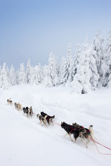 sledge dogging, Sedivacek's long, Czech Republic