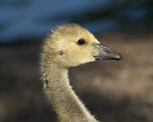 Fototapeta premium Gosling