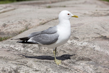 gull standing on rock