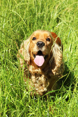 English cocker spaniel outdoors