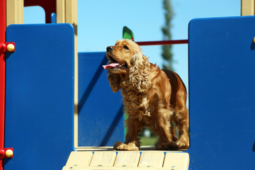 English cocker spaniel outdoors