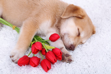 Little cute Golden Retriever puppy with red tulips