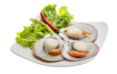Raw fresh scallop