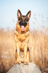German shepherd dog standing on the stone